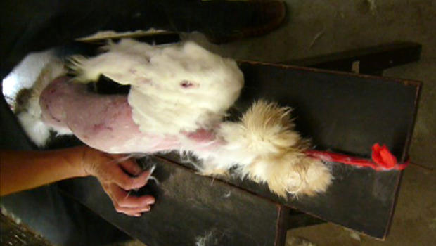 Angora-Boykott nach Horror-Videos von gerupften Hasen aus China