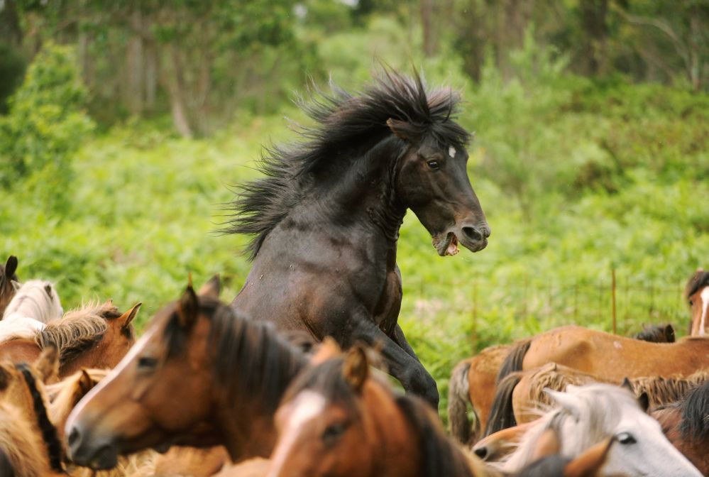 China: „Ein langer Weg kann die Kraft eines Pferdes beweisen“