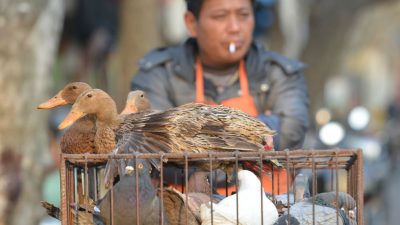 Über 100 Vogelgrippe-Fälle in China seit Jahresanfang