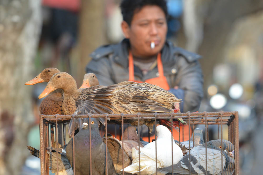 Über 100 Vogelgrippe-Fälle in China seit Jahresanfang