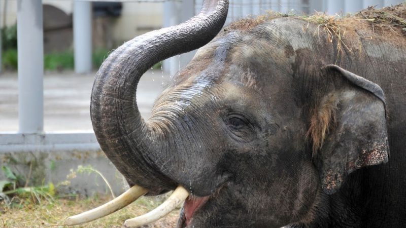 Ukraine: Tausende Zoo-Tiere in Gefahr zu verhungern