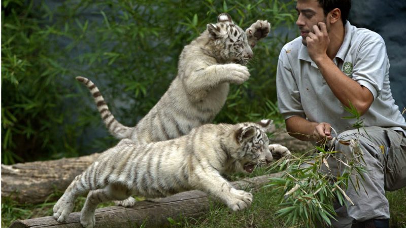 Weiße Tiger-Babys im Zoo von Buenos Aires – Die süßesten Fotos
