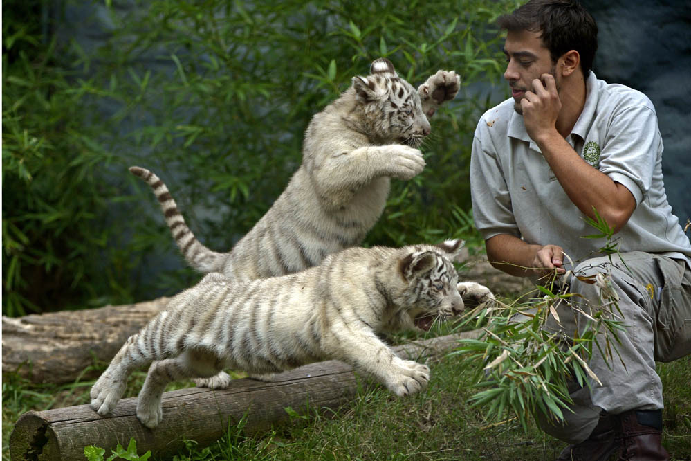 Weiße Tiger-Babys im Zoo von Buenos Aires – Die süßesten Fotos