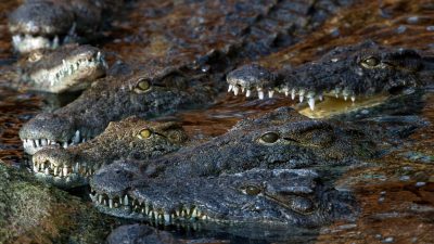 Leiche in Mangrovenwald entdeckt: Zehnjähriger auf Philippinen von Krokodil getötet