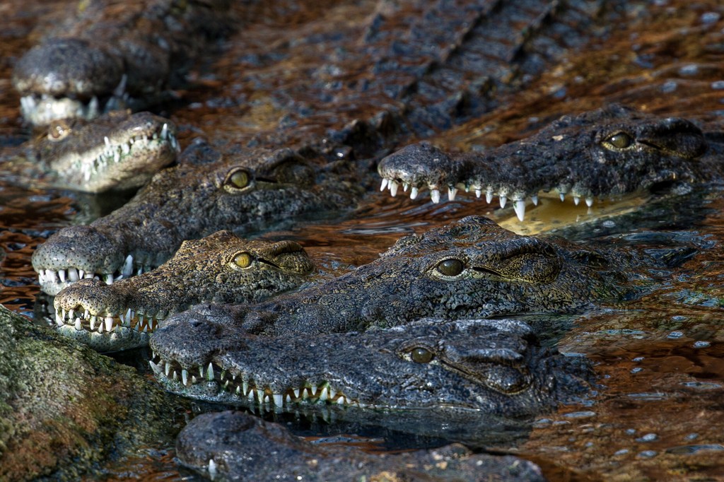 Leiche in Mangrovenwald entdeckt: Zehnjähriger auf Philippinen von Krokodil getötet
