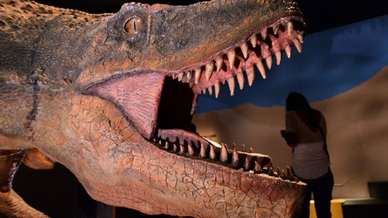 Neue Studie: Dinosaurier waren weder warm- noch kaltblütig