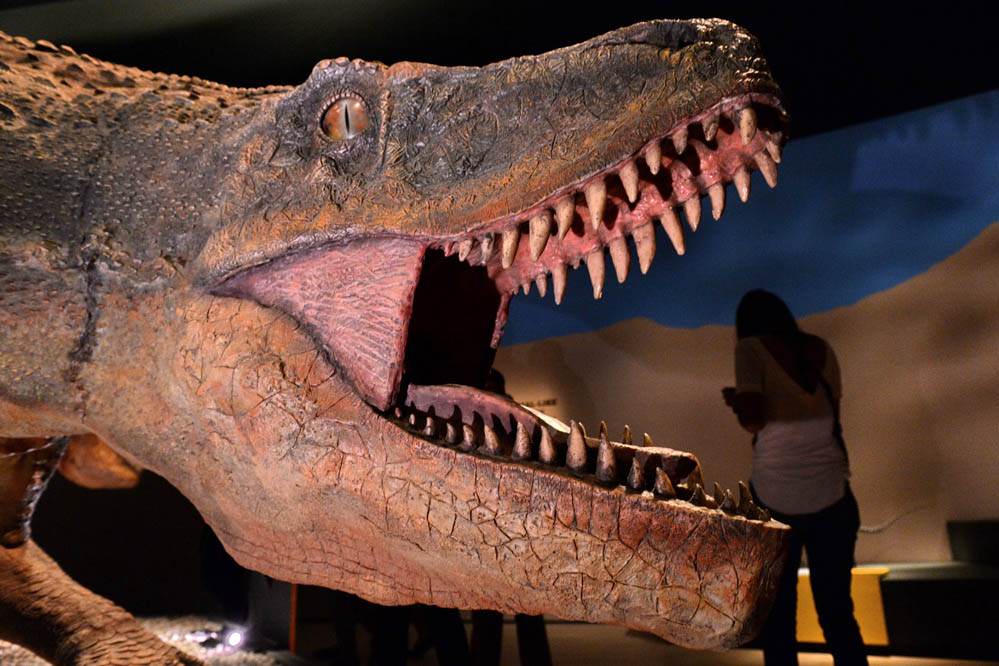 Neue Studie: Dinosaurier waren weder warm- noch kaltblütig