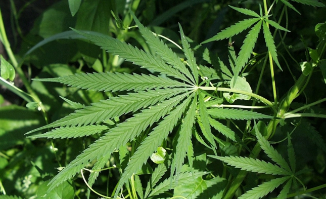 Özdemir macht sich für Cannabis-Legalisierung stark