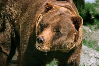 Im Winterschlaf werden Grizzlys kurz zu Diabetikern