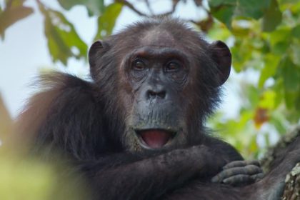 Google Streetview filmt Schimpansen im Gombe Nationalpark