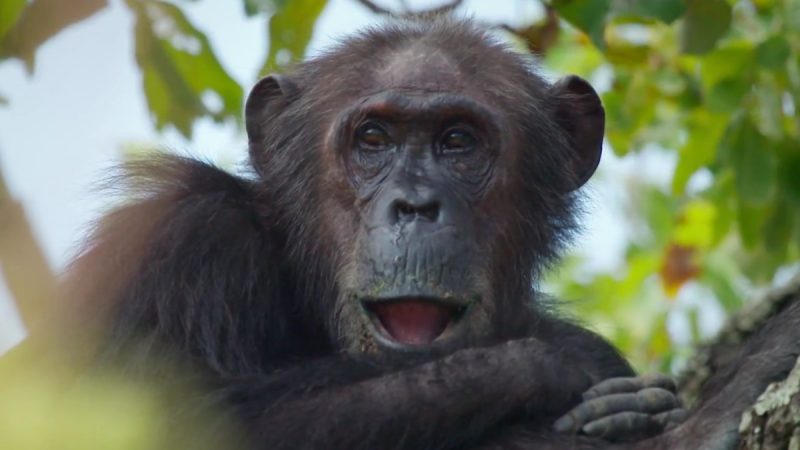 Google Streetview filmt Schimpansen im Gombe Nationalpark