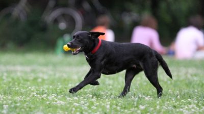 Umfrage: 28 Prozent von Hund gebissen