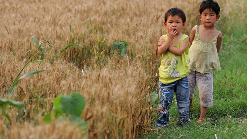 Chinas Agrarprodukte stammen zu 40 Prozent aus verseuchtem Boden