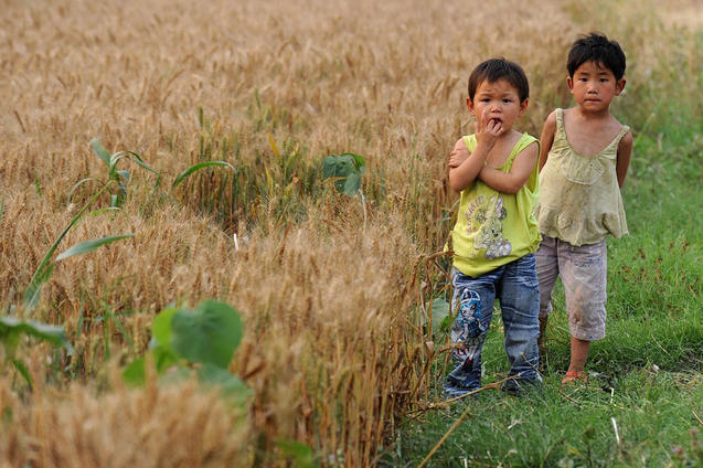 Chinas Agrarprodukte stammen zu 40 Prozent aus verseuchtem Boden