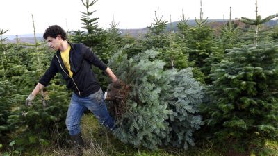 Weihnachtsbaum kaufen: Schon 1938 war das der reinste Stress!