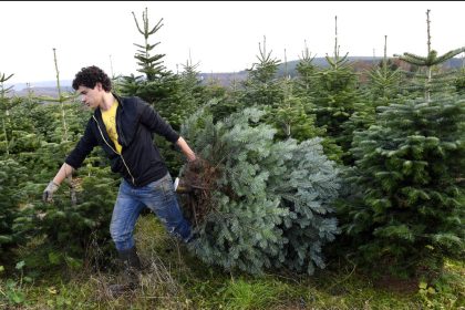 Weihnachtsbaum kaufen: Schon 1938 war das der reinste Stress!