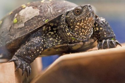 Europäische Sumpfschildkröte ist «Reptil des Jahres 2015»