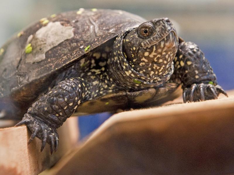 Europäische Sumpfschildkröte ist «Reptil des Jahres 2015»