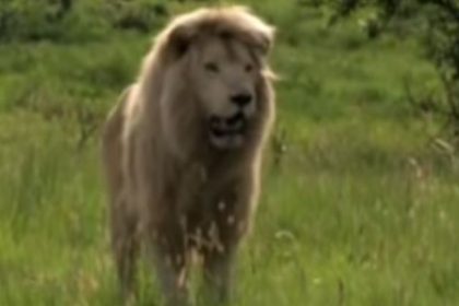 “Der weiße Löwe” im Live-Stream, heute, 04.01., Familienfilm