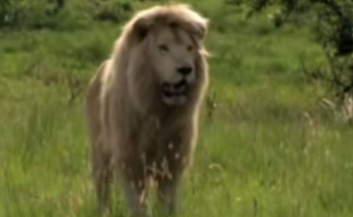 „Der weiße Löwe“ im Live-Stream, heute, 04.01., Familienfilm