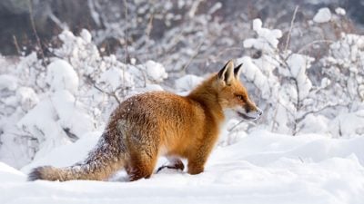 Katzen müssen sich warm anziehen – hier sind die lustigsten Fotos von Füchsen im Schnee!