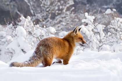 Katzen müssen sich warm anziehen – hier sind die lustigsten Fotos von Füchsen im Schnee!