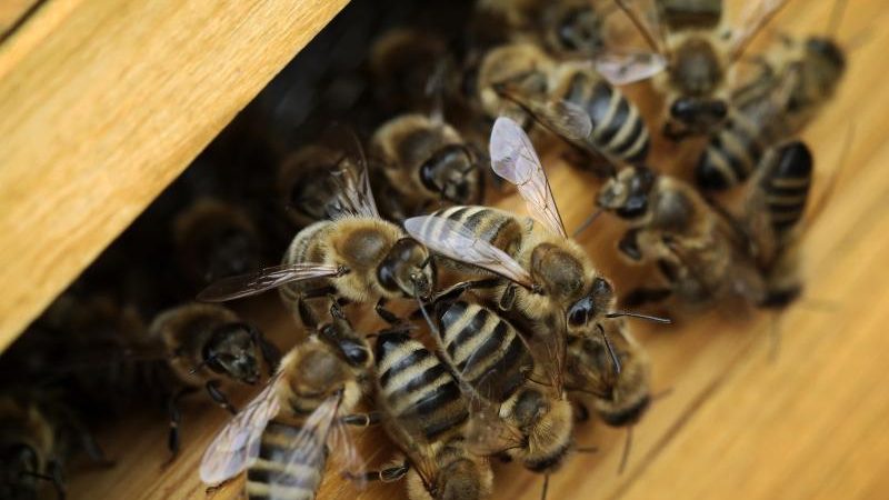 Antibiotika-Einsatz könnte zum Bienensterben beitragen