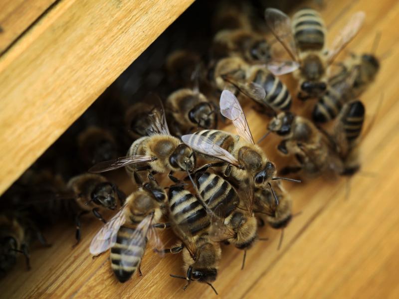 Imker: Hoher Verlust an Bienenvölkern