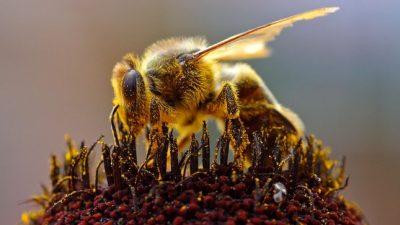 Bericht: Lammert lehnt Bienen-Ansiedlung beim Bundestag ab