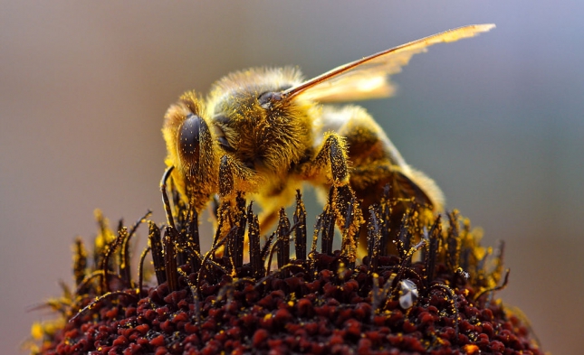 Bericht: Lammert lehnt Bienen-Ansiedlung beim Bundestag ab