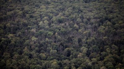 WWF warnt vor „erheblichem Waldverlust“ weltweit