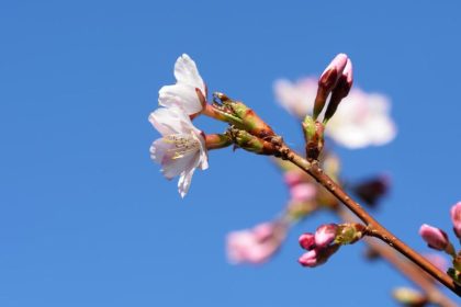 Der Frühling legt Sonnenschein und bis zu 20 Grad los