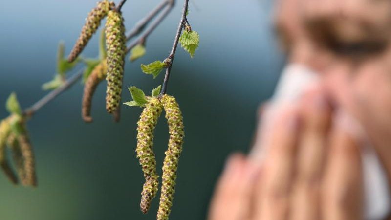 Schlechte Zeiten für Allergiker: Birkenpollen-Saison beginnt