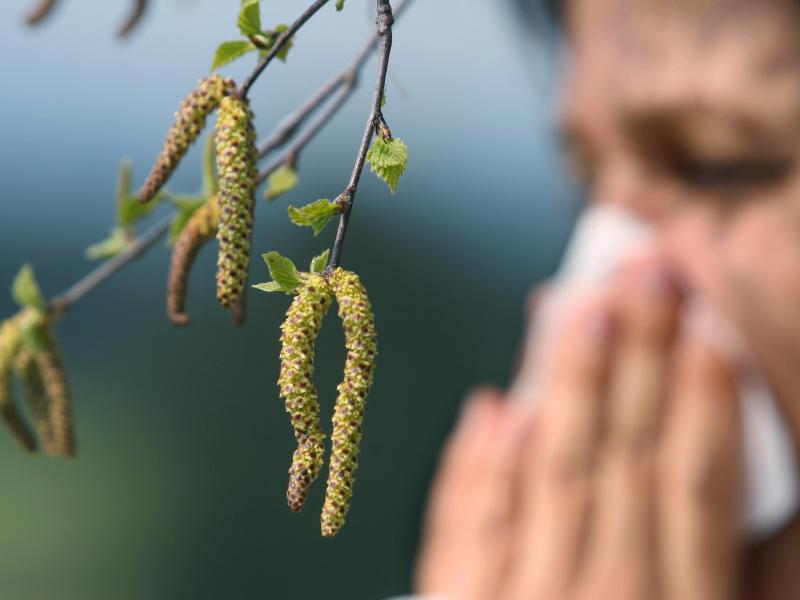 Schlechte Zeiten für Allergiker: Birkenpollen-Saison beginnt