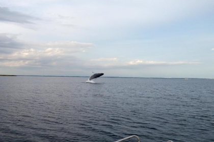 Buckelwale haben möglicherweise in der Ostsee überwintert