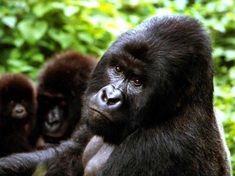 Genomanalyse: Inzucht scheint Berggorillas zu schützen