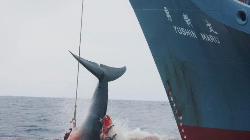 Zu „Forschungszwecken“: Japans Walfänger töten 333 Zwergwale in der Antarktis