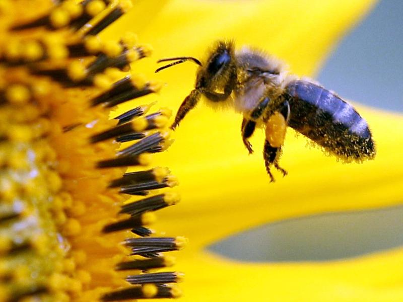 EU untersucht im Kampf gegen Bienensterben Pestizide erneut