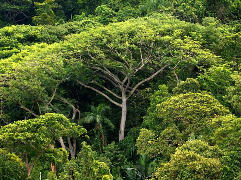 Grüne wollen Amazonas-Regenwald retten