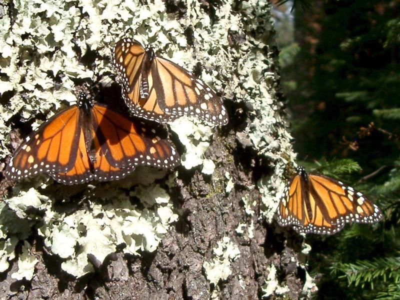 Naturschützer fordern Schutz der Monarchfalter in Mexiko