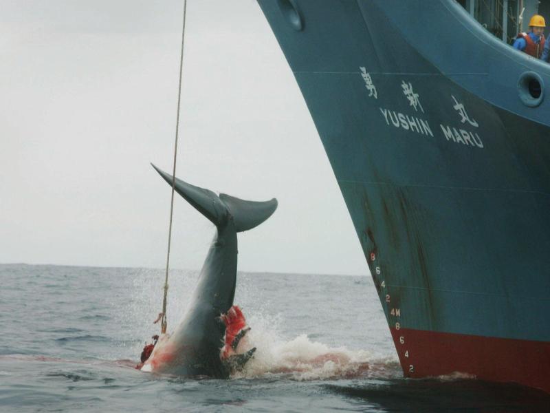 Walfangkommission stoppt Japans neues Jagdprogramm