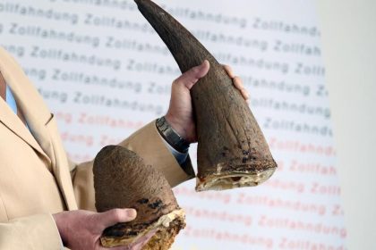Tierschützer machen in Brüssel Druck gegen Wildtier-Handel