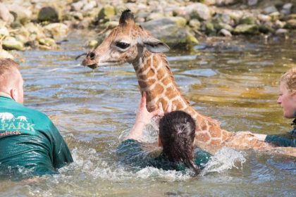 Hamburger Giraffenbaby stürzt in Wassergraben