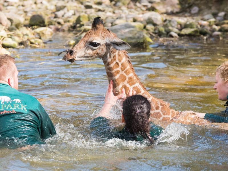 Hamburger Giraffenbaby stürzt in Wassergraben