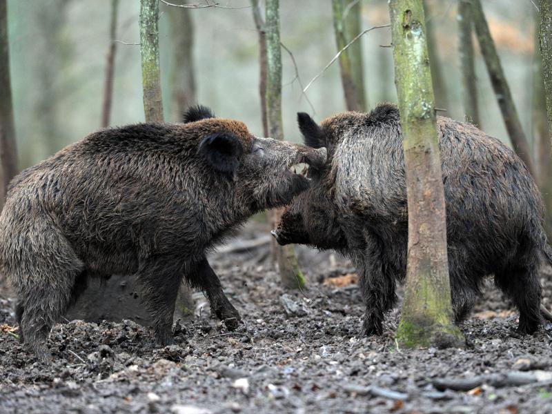 Bayerns Wildschweine stärker verstrahlt als bekannt