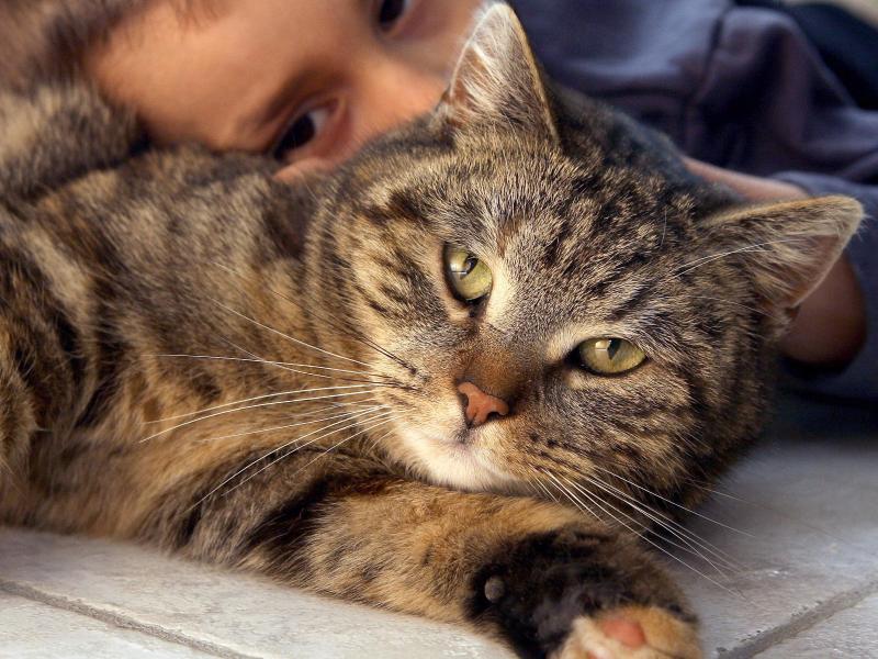 Vorsicht beim Knuddeln: Haustiere können Erreger übertragen