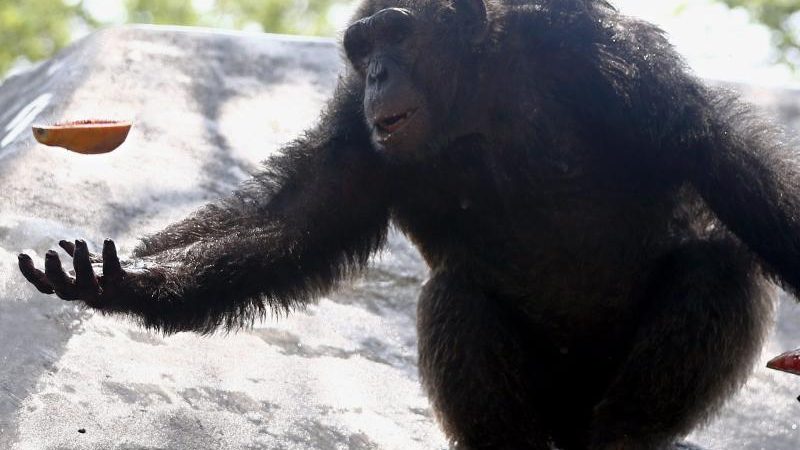 59-jährige Schimpansin verabschiedet sich kurz vor ihrem Tode von ihrem Begleiter