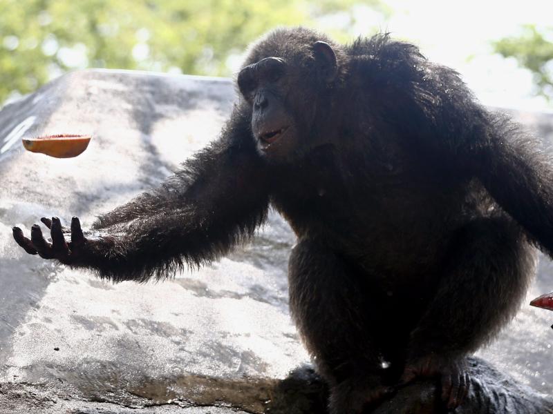 59-jährige Schimpansin verabschiedet sich kurz vor ihrem Tode von ihrem Begleiter