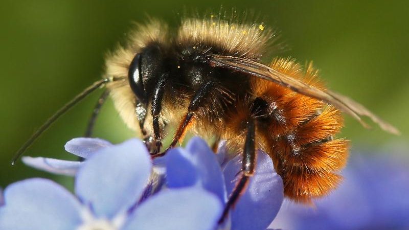 Nikotin-ähnliche Wirkung: Bienen fliegen auf Insektizide
