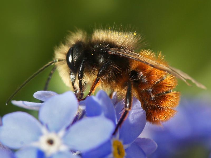Faulbrut bei Bienen: Sporen kommen auch über amerikanischen Honig nach Deutschland